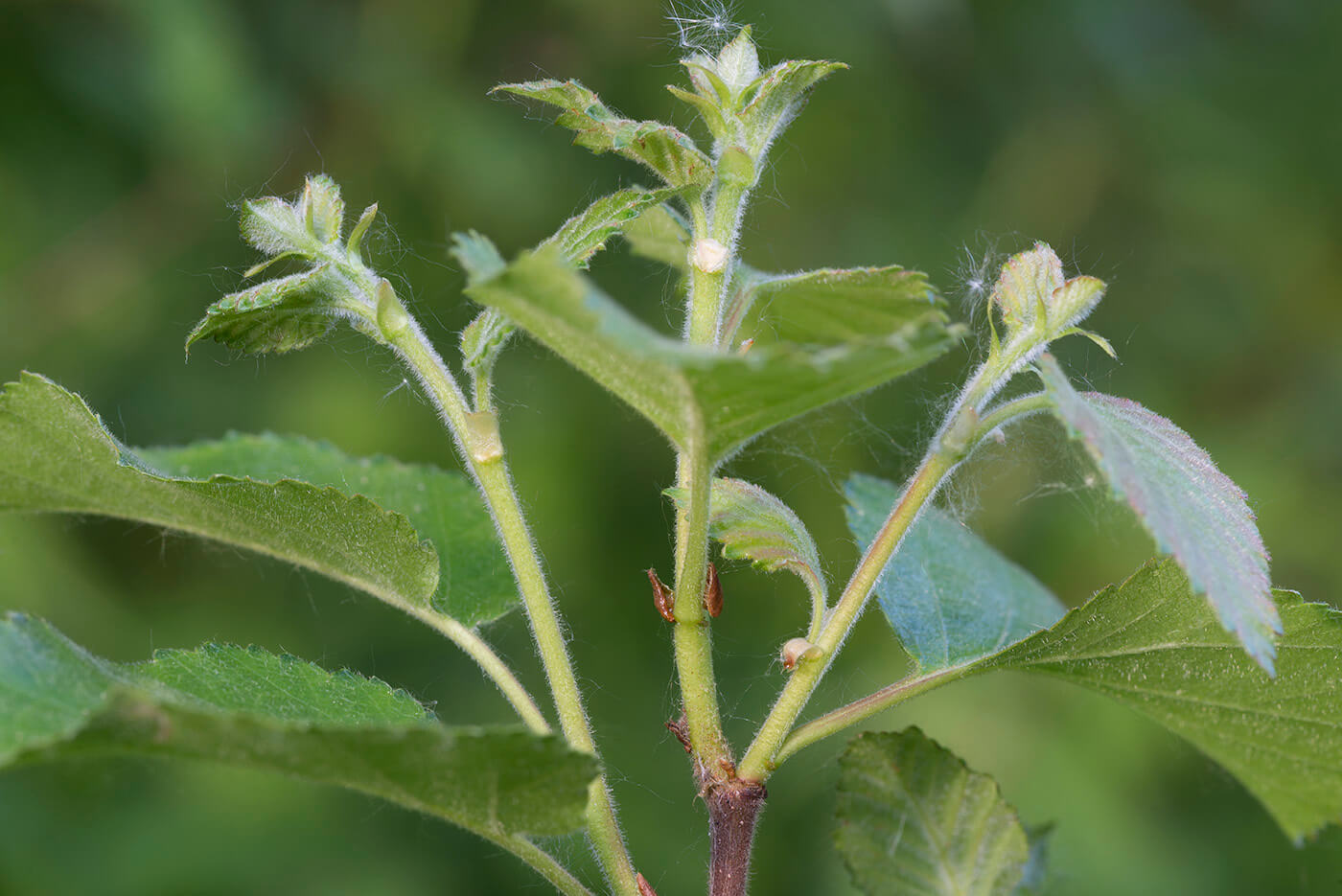 Betula alba